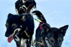 Design ohne Titel - 2